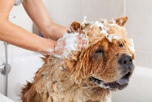 Zur Haltung eines großen Hundes gehört auch das regelmäßige Baden