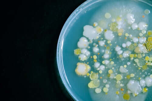 Bakterien wachsen im Labor