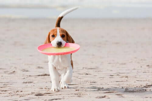Beagle mit Frisbee am Strand