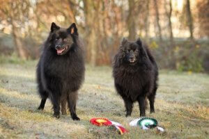 Lerne den Spitz kennen - tolle Hunde!