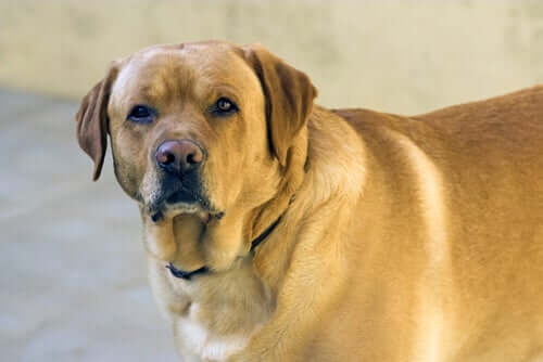 Dicker Hund