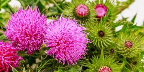 Heilpflanzen für Haustiere: Mariendistel