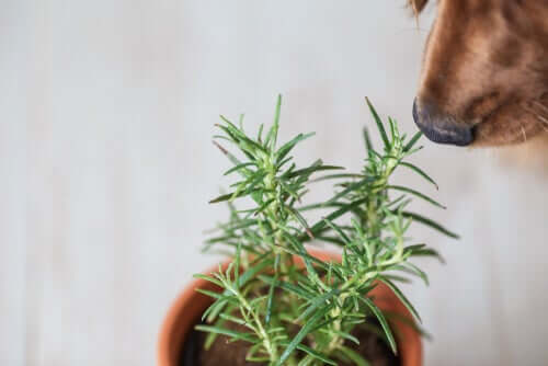 Heilpflanzen für Haustiere