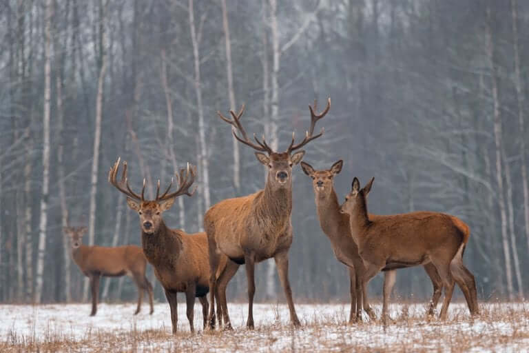 Hirschrudel im Schnee