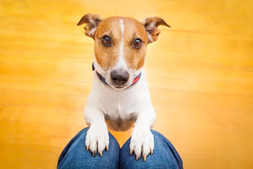 Hund erkennt seinen Besitzer