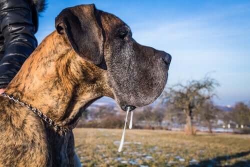 Hund sabbert