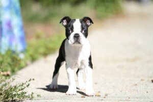 Schielen bei Hunden: Gründe und Behandlungsmethoden