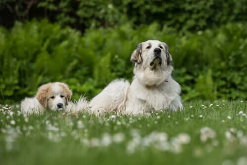 Hunde erkennen ihre Mutter