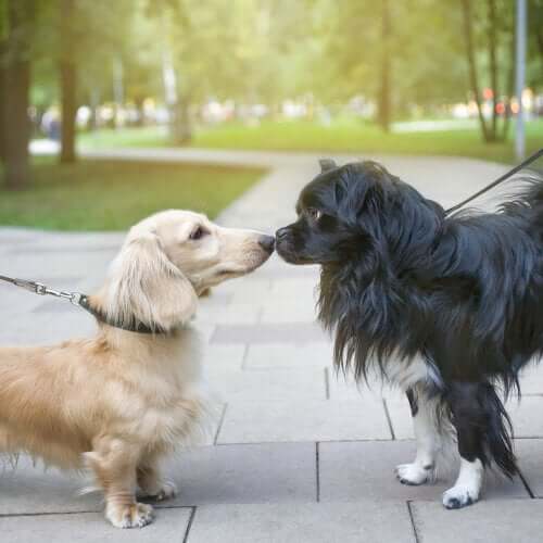 Hunde erkennen sich wieder