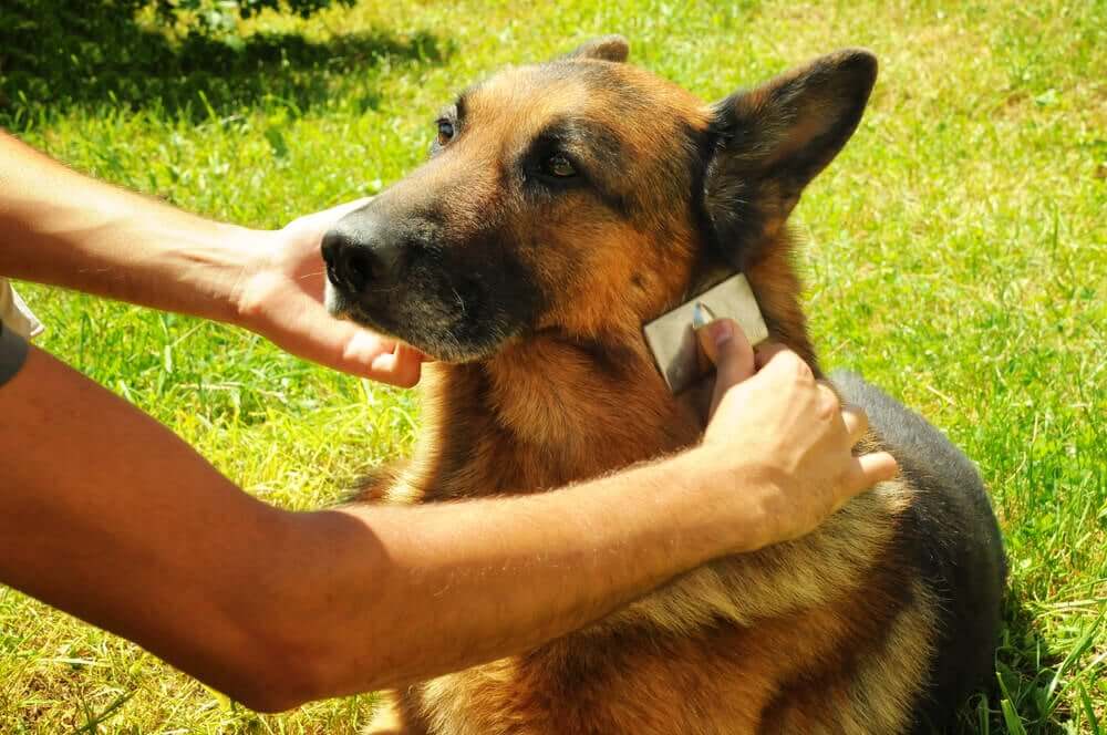 Bürsten für den deutschen Schäferhund