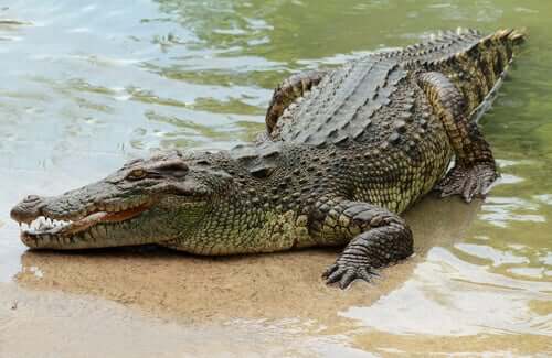 Krokodil liegt am Ufer