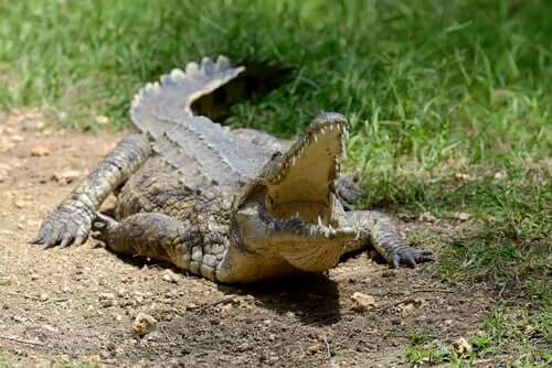 Krokodil im Kruger Nationalpark