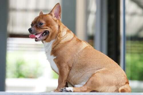 Kann Kurkuma dazu beitragen, Fettleibigkeit bei Hunden vorzubeugen?