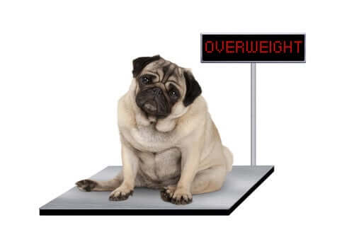 Mops auf der Waage