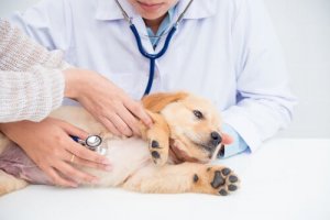 Nierenerkrankungen bei Hunden