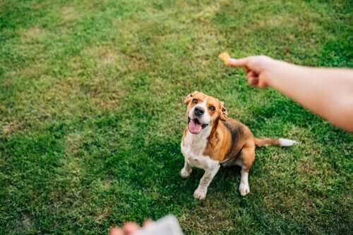 Viele Hunde leiden unter Übergewicht, Kurkuma kann helfen