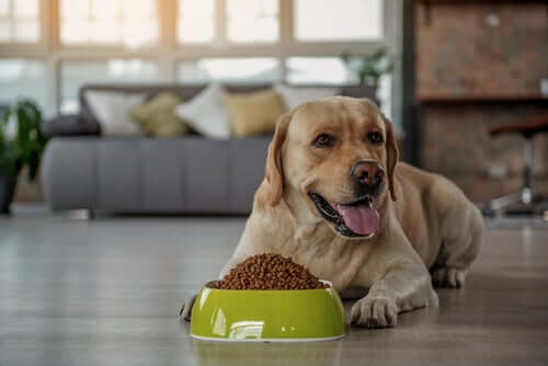 Labrador Retriever vor seinem Fressnapf