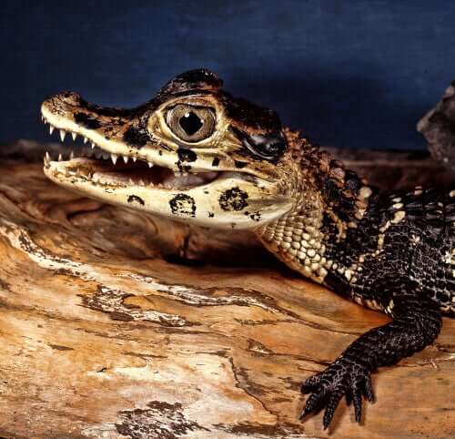 Schwarzer Kaiman