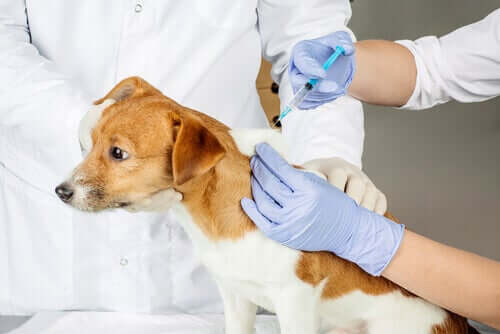 Tierarzt impft Fellnase