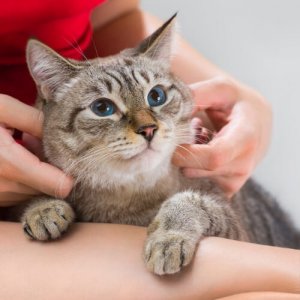 Ist deine Katze gesund? An diesen Merkmalen kannst du es erkennen
