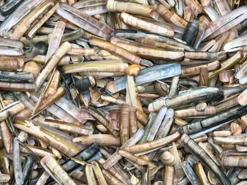 Viele Scheidenmuscheln auf einem Bild