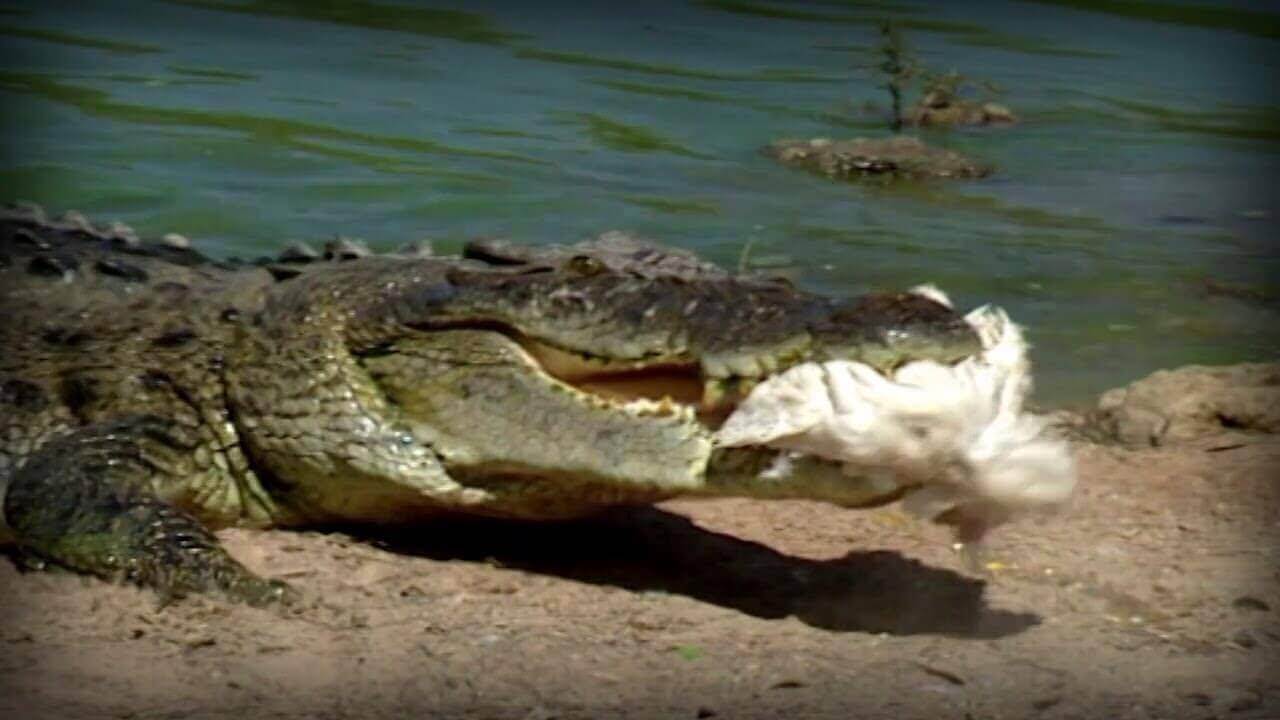 Es gibt Viren, die Krokodile und Vögel befallen