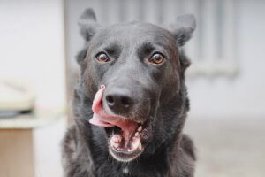 Warum dein Hund sein Maul leckt: Wichtige Hinweise!