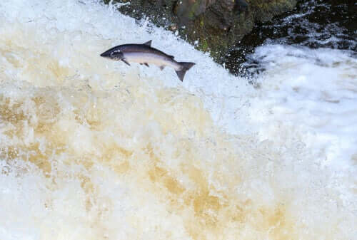 Wilder Lachs springt den Fluss hoch