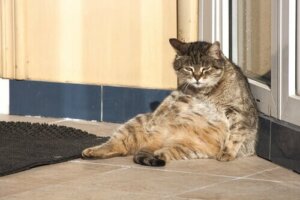 Der Tagesablauf einer Katze: Alles Wissenswerte!