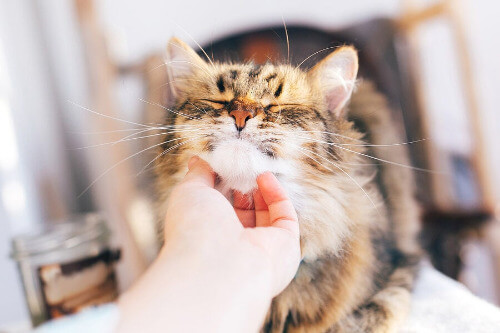 Der Tagesablauf einer Katze