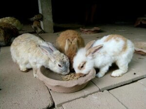 Fütterung eines Kaninchens: Wann und wie viel?