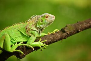 Was fressen grüne Leguane?