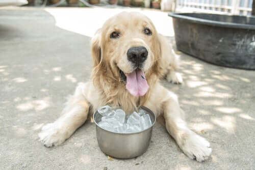 Eiswürfel zur Abkühlung: Wie bekömmlich sind die für deinen Hund?