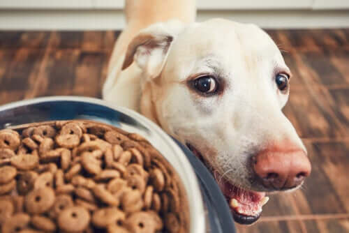 Hundeernährung für einen ausgewachsenen Labrador