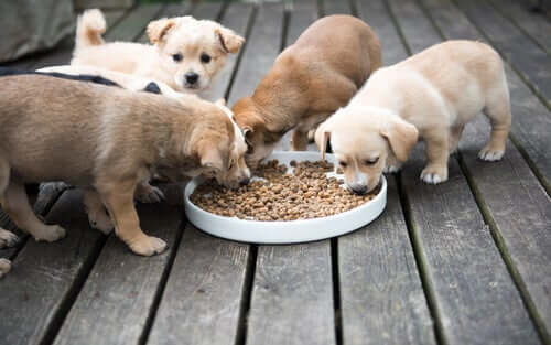 Altersgerechte Hundeernährung