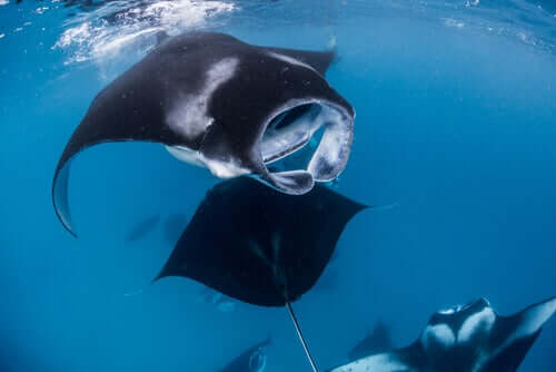 Manter Rochen Mantarochen: wunderschön und mysteriös - Deine Tiere