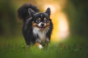 Insektenschutz für Hunde: Tipps und Ratschläge