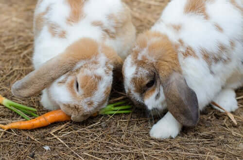 Kaninchen geniessen Karotte