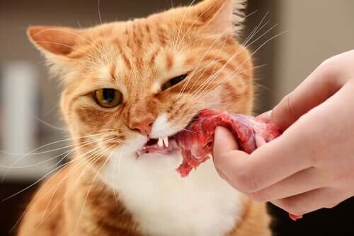 Katze kaut Fleisch