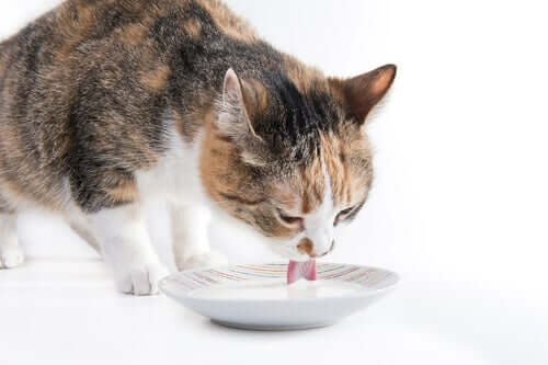 Katze trinkt Milch - ist das gut für ihr Verdauungssystem?