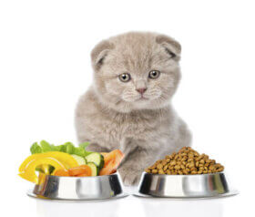 Mit Was Kann Ich Die Katze Futtern Wenn Das Futter Leer Ist