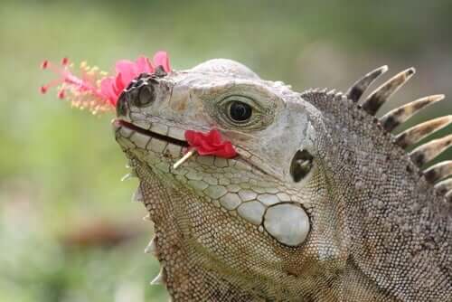 Leguan frisst Blume