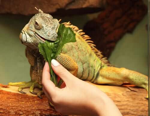 Leguan knabbert an Salatblatt