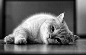Leishmaniose bei Katzen: Gründe und Behandlungsmöglichkeiten