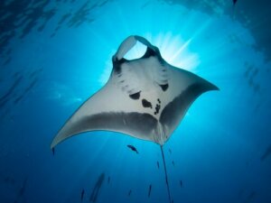 Mantarochen: wunderschön und mysteriös