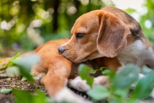 Mückenstiche jucken auch Hunde