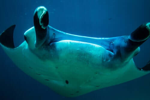 Manter Rochen Mantarochen: wunderschön und mysteriös - Deine Tiere