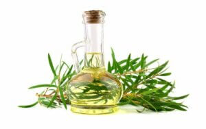 4 Nutzen von Teebaumöl für Hunde