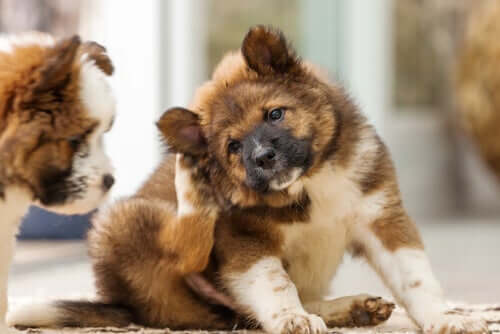 Teebaumöl für Hunde gegen Dermatitis