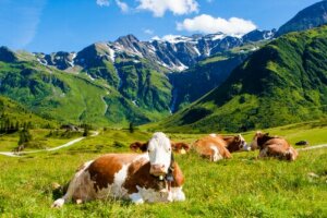 Viehzucht als Ursache und Lösung der Umwelteinflüsse
